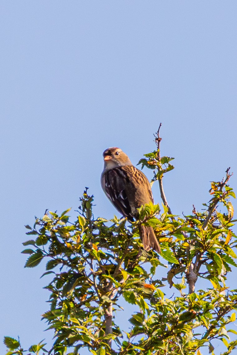 White-crowned Sparrow - ML643801684