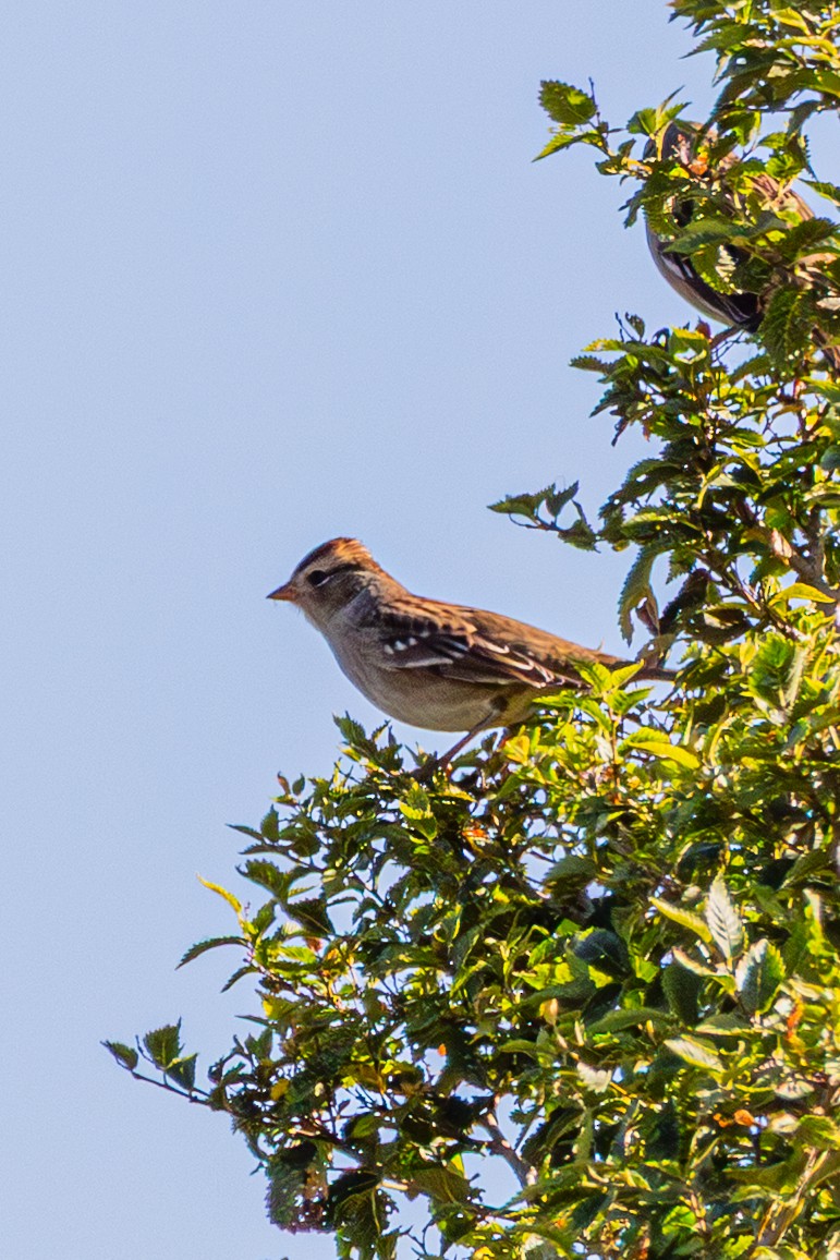 White-crowned Sparrow - ML643801686