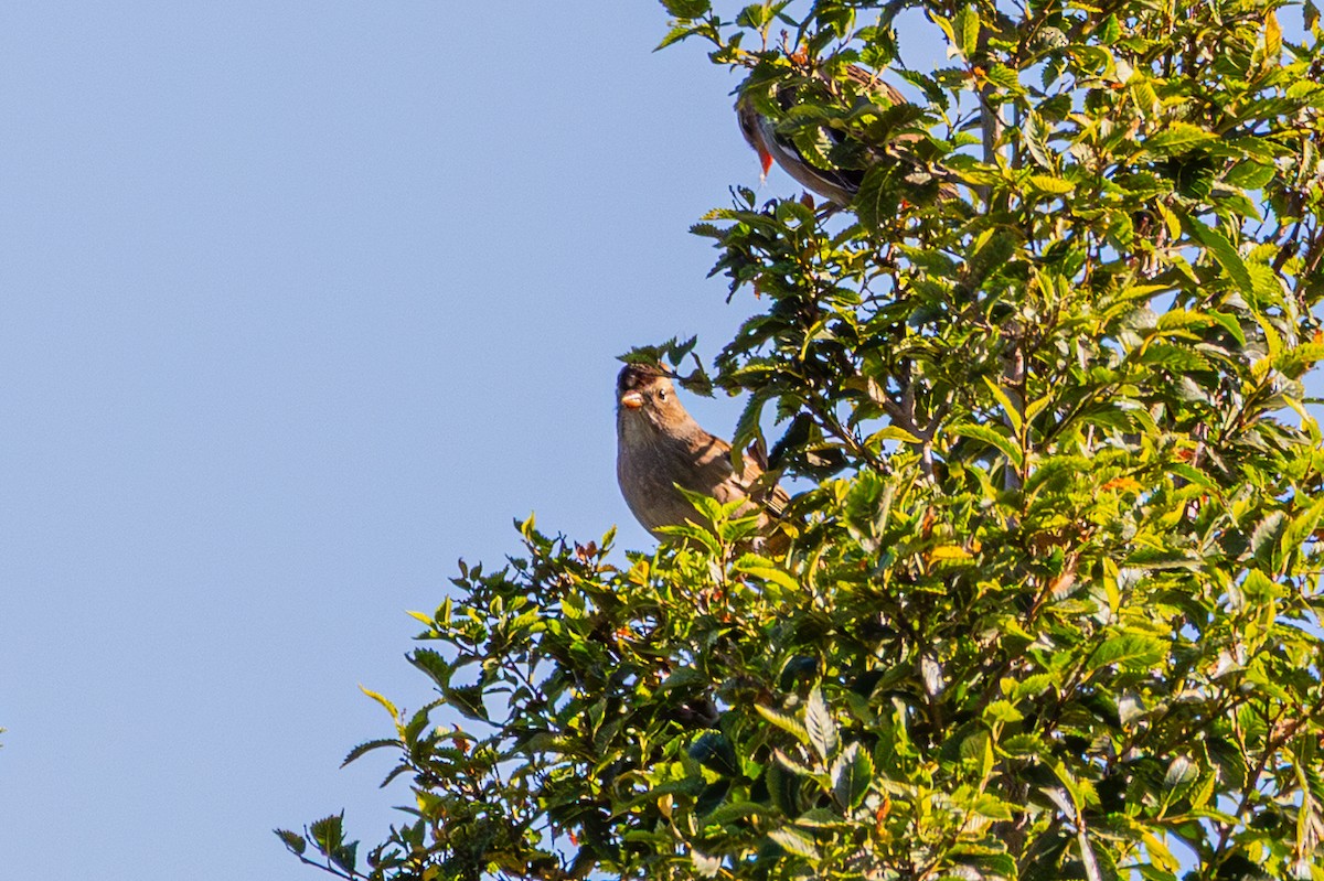White-crowned Sparrow - ML643801687