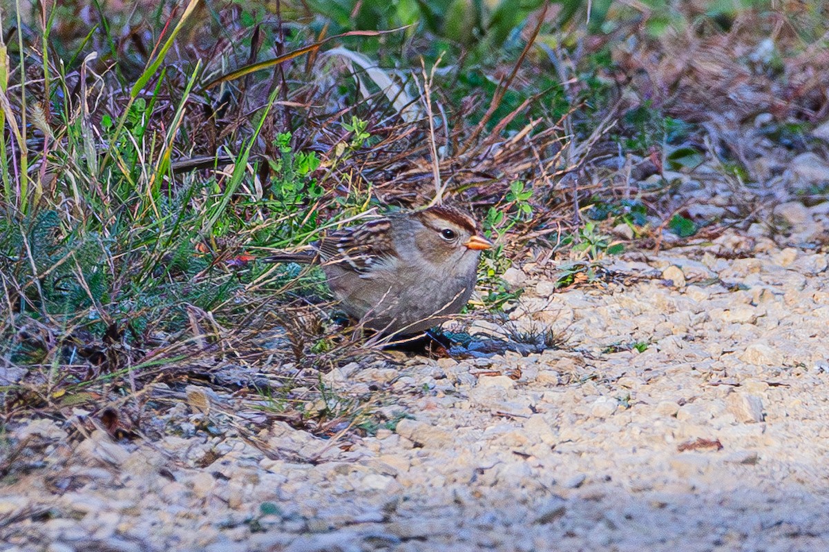 White-crowned Sparrow - ML643801688