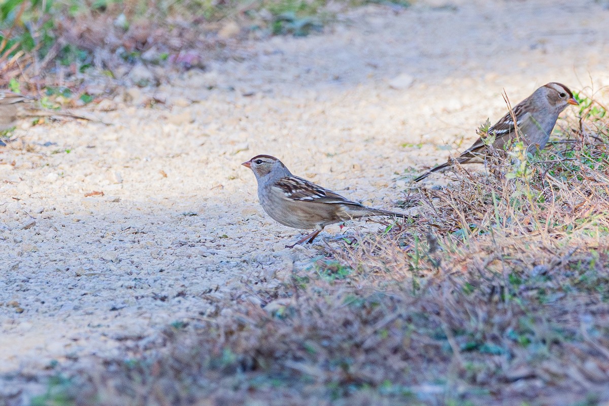 White-crowned Sparrow - ML643801689