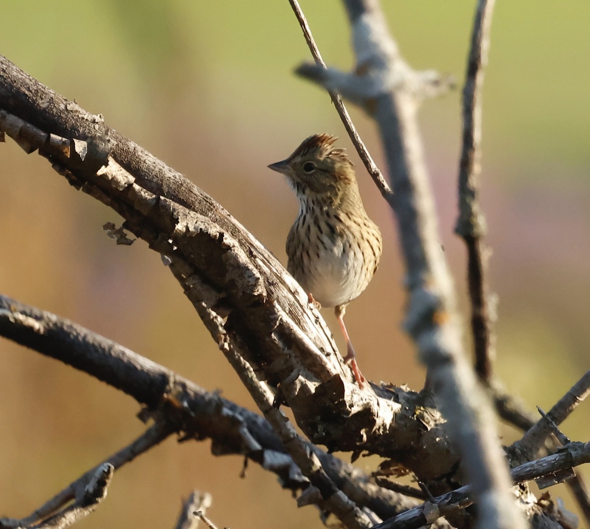 Lincoln's Sparrow - ML643801690