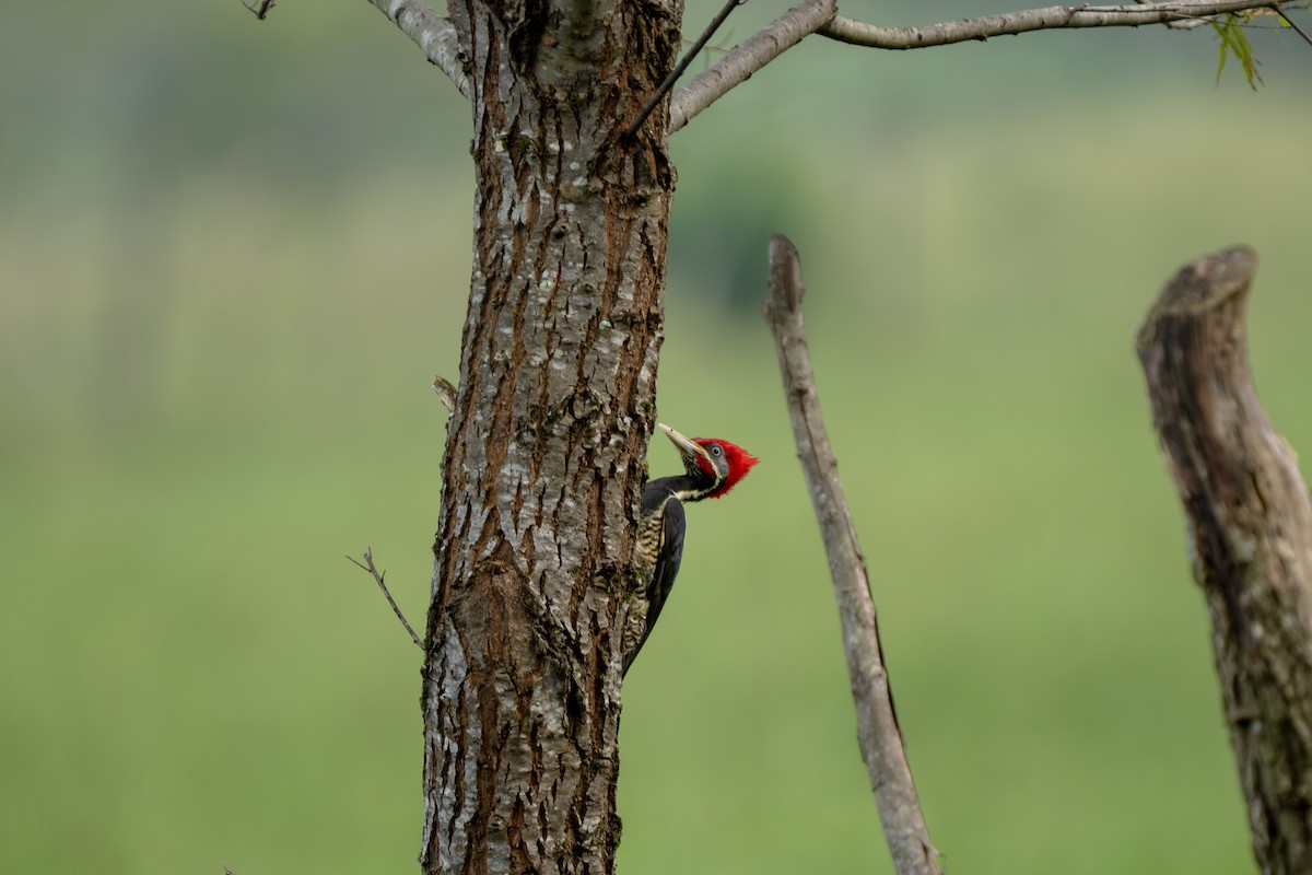 Lineated Woodpecker (Lineated) - ML643801692