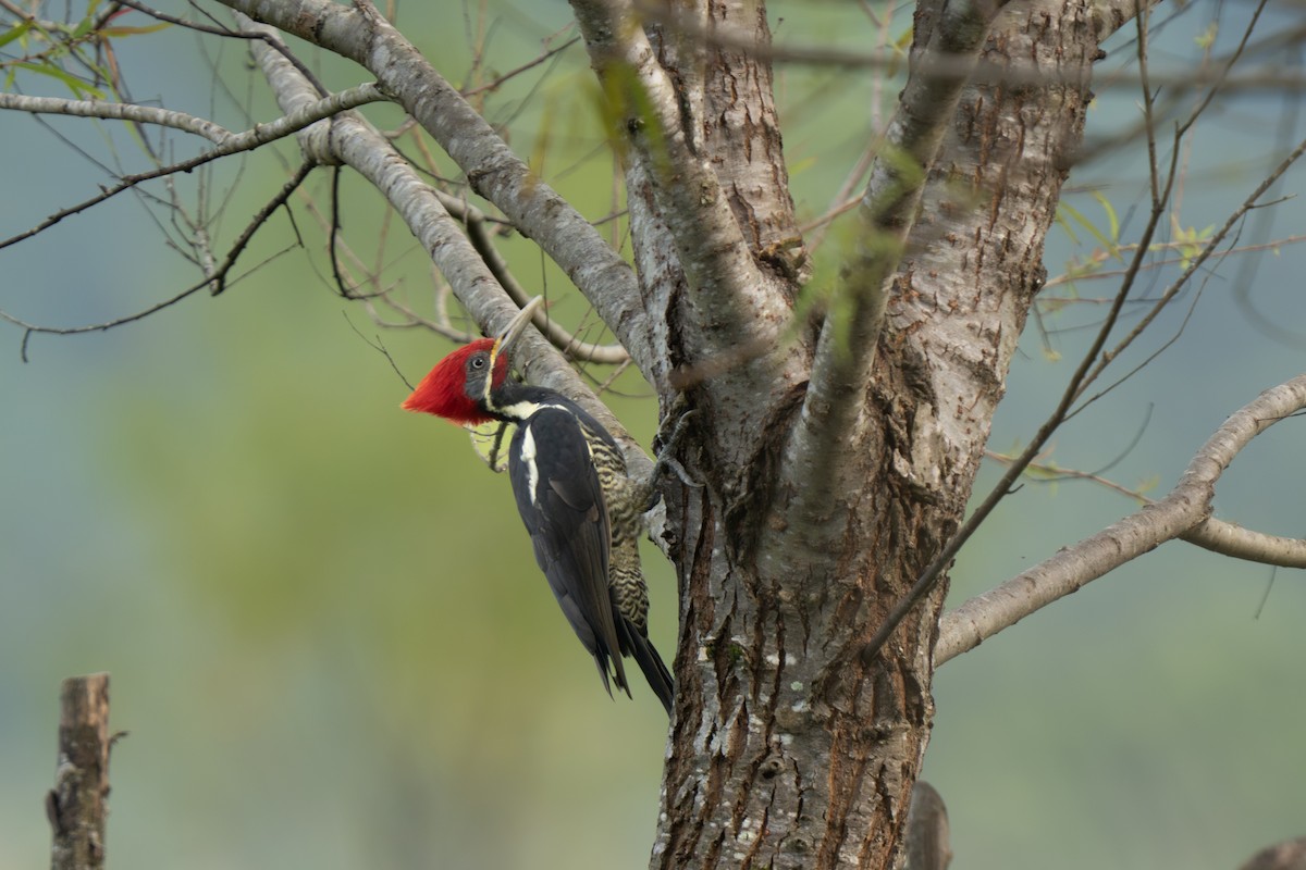Lineated Woodpecker (Lineated) - ML643801697