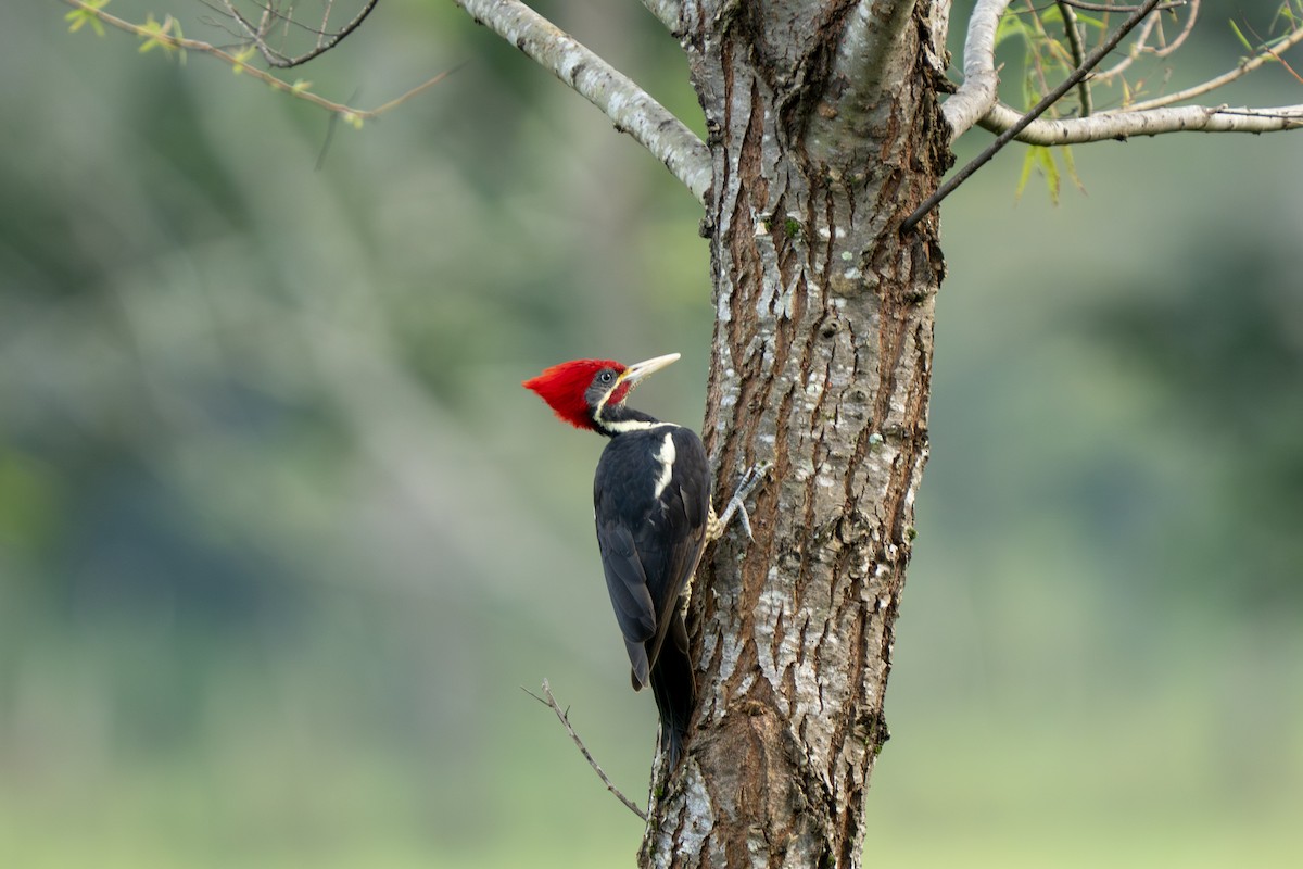 Lineated Woodpecker (Lineated) - ML643801702