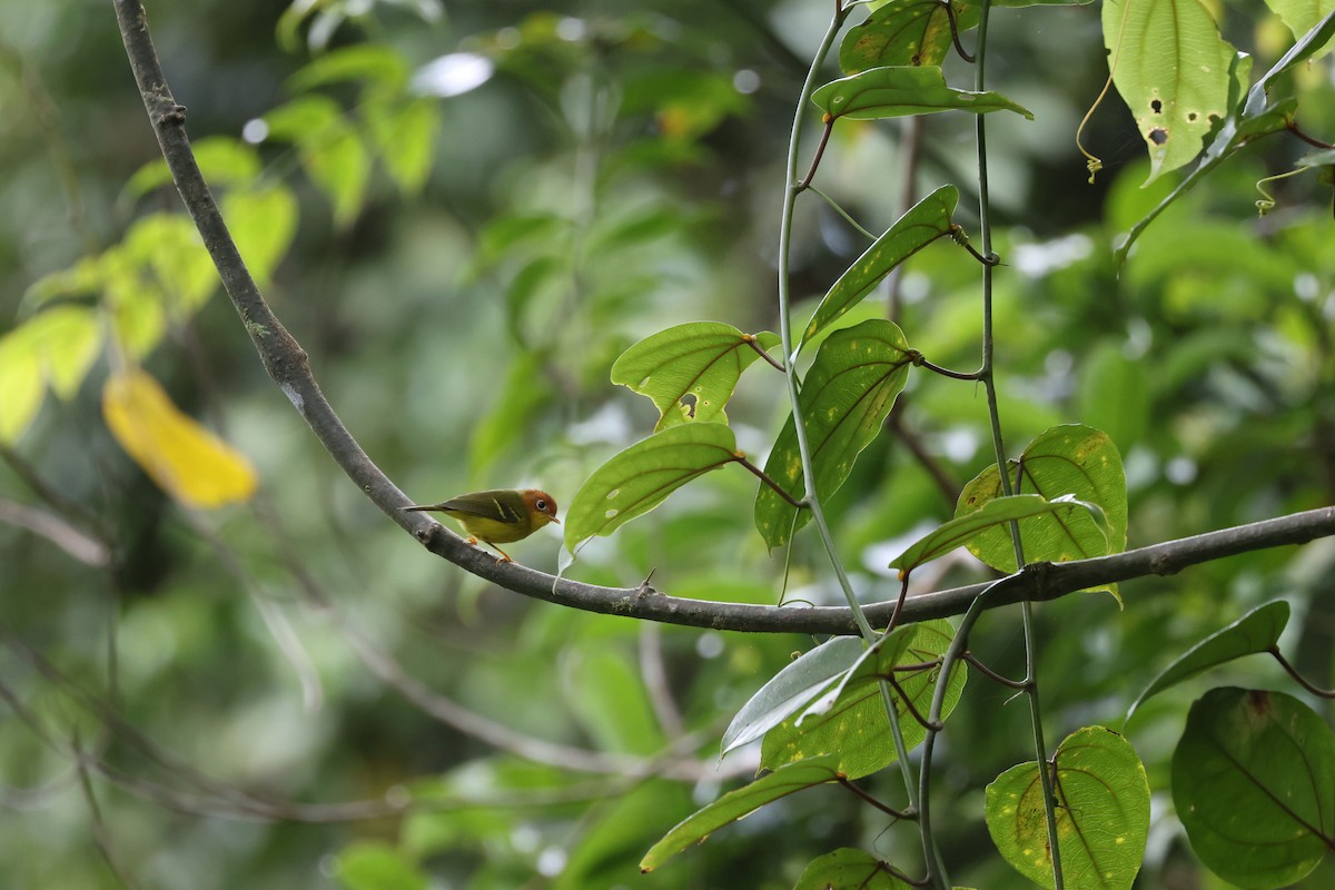 Yellow-breasted Warbler - ML643801707