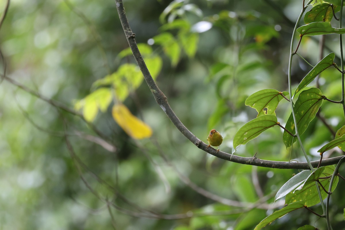 Yellow-breasted Warbler - ML643801708