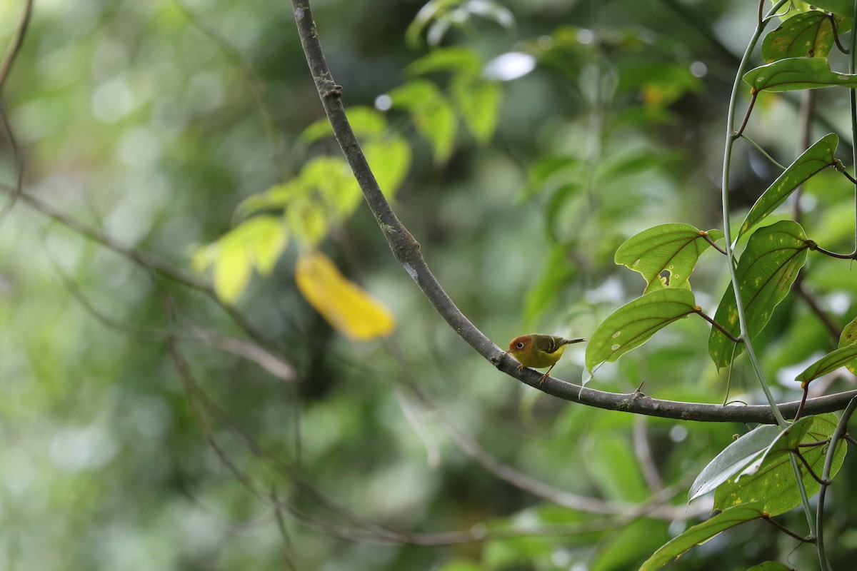 Yellow-breasted Warbler - ML643801709