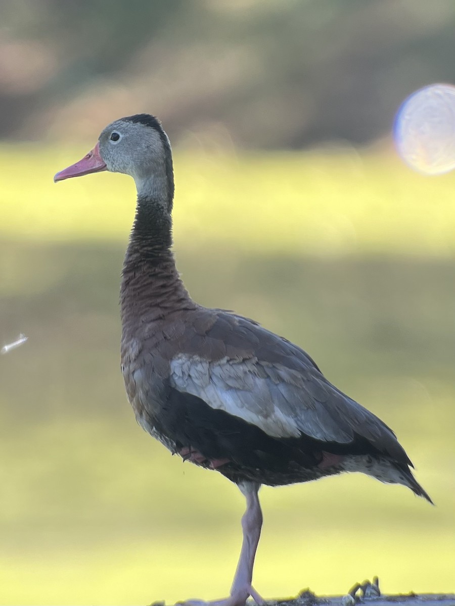 Black-bellied Whistling-Duck - ML643801714