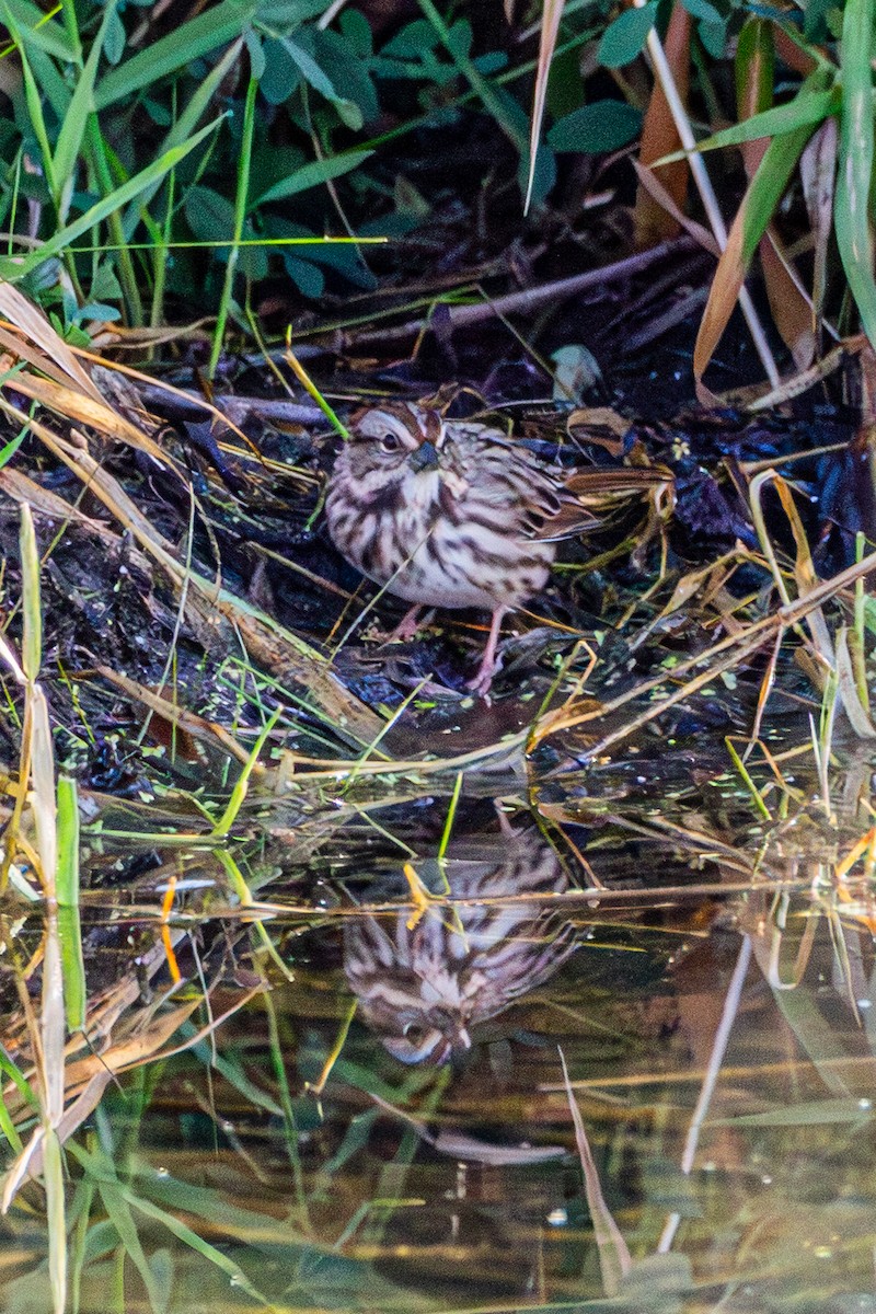 Song Sparrow - ML643801718