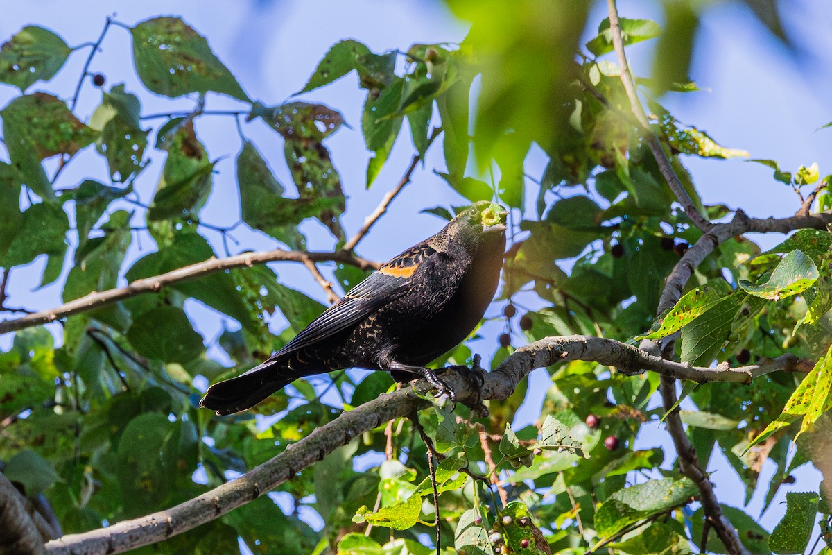 Red-winged Blackbird - ML643801733