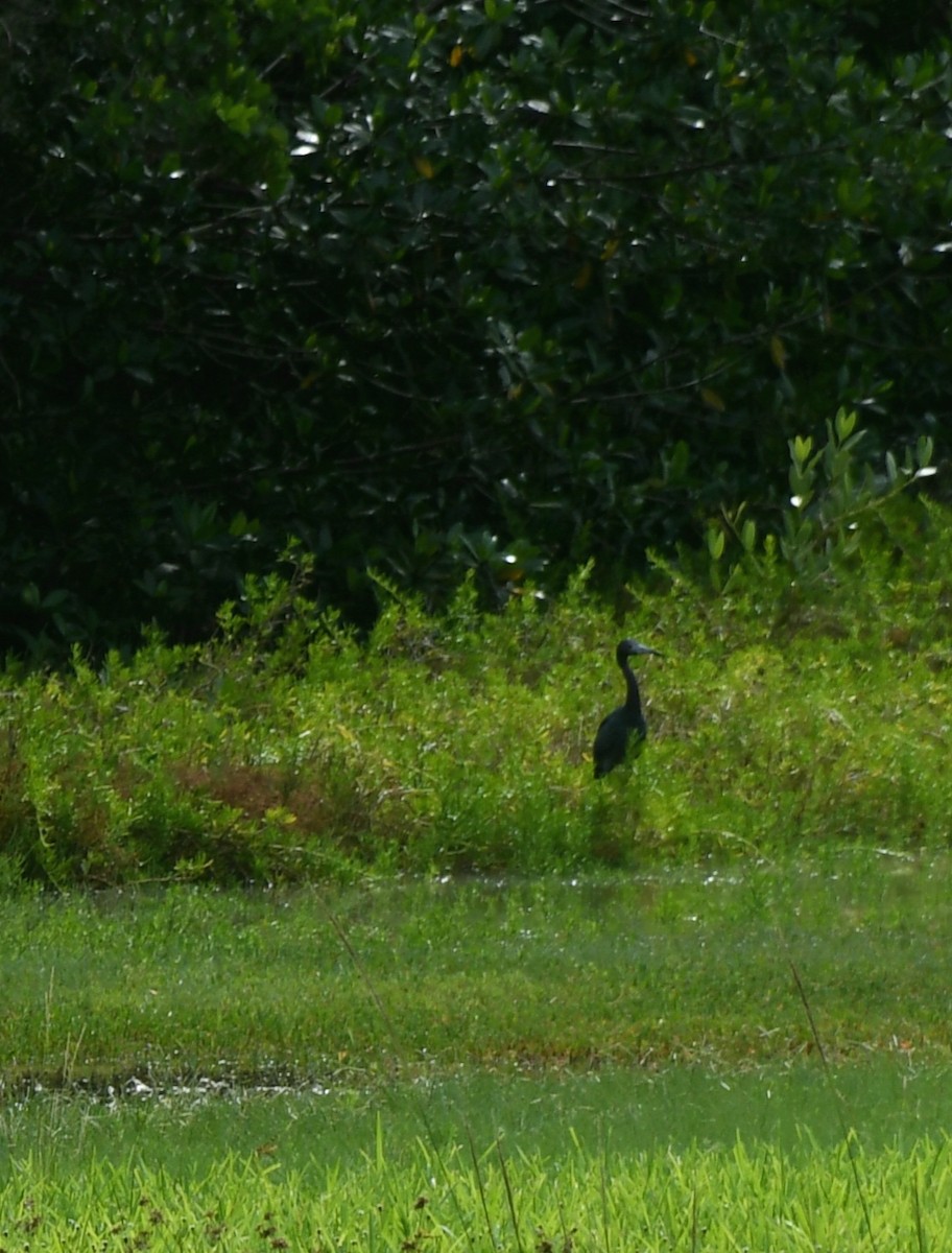 Little Blue Heron - ML643801749