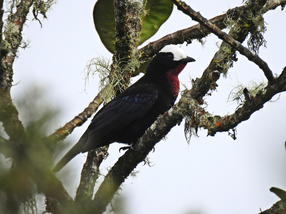 Ak Peruklu Tangara - ML643801760