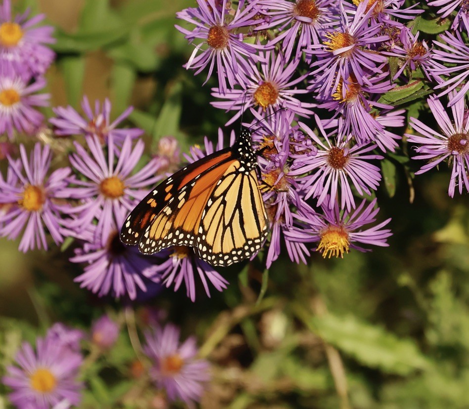 Migratory Monarch - ML643801778
