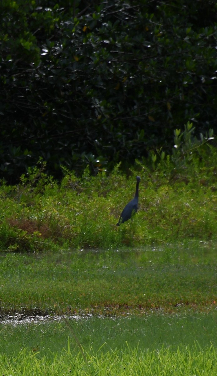 Little Blue Heron - ML643801780