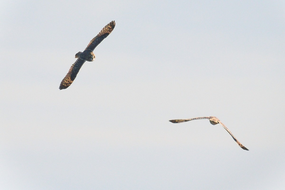 Short-eared Owl - ML643801787