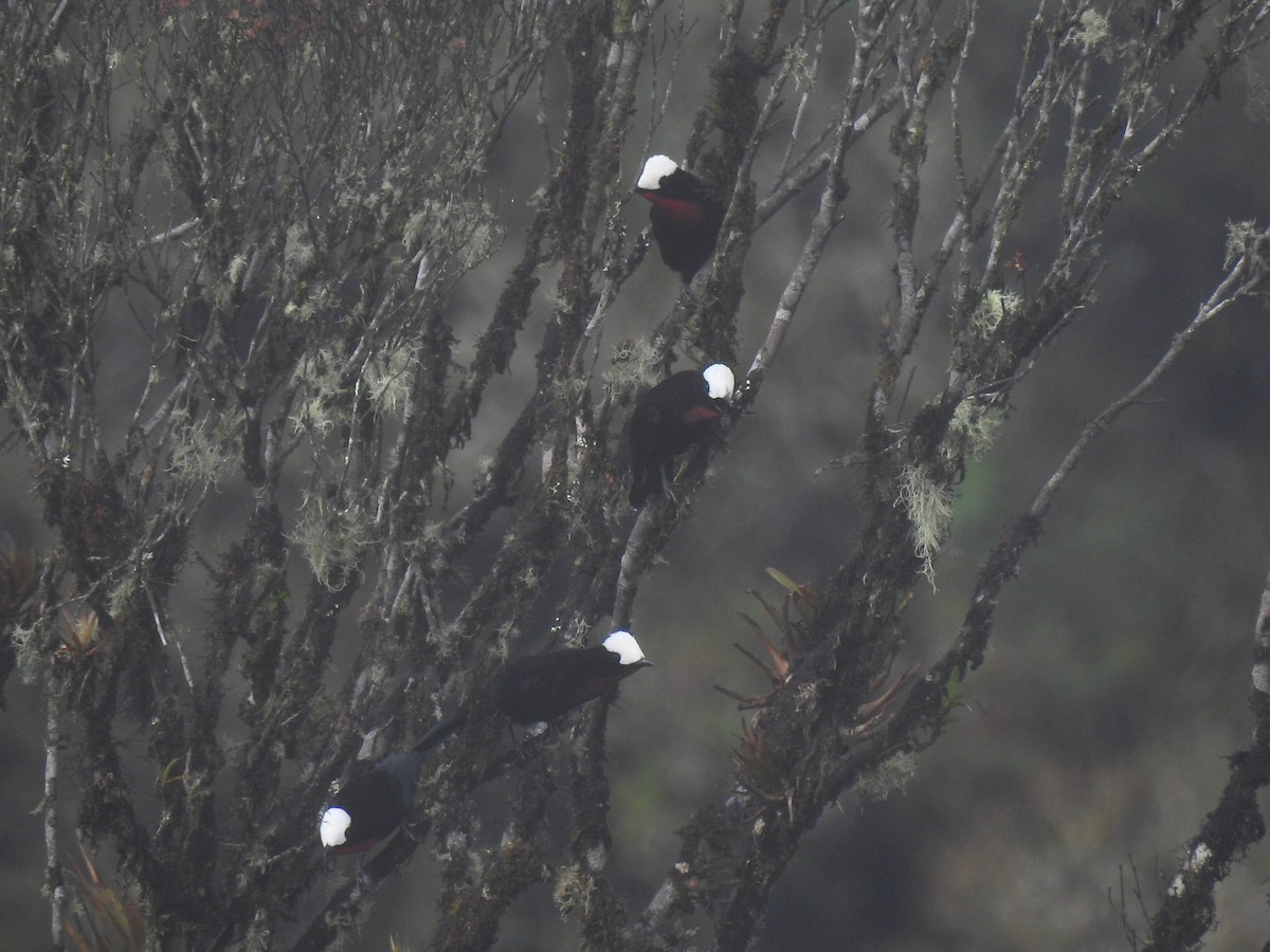 Ak Peruklu Tangara - ML643801791