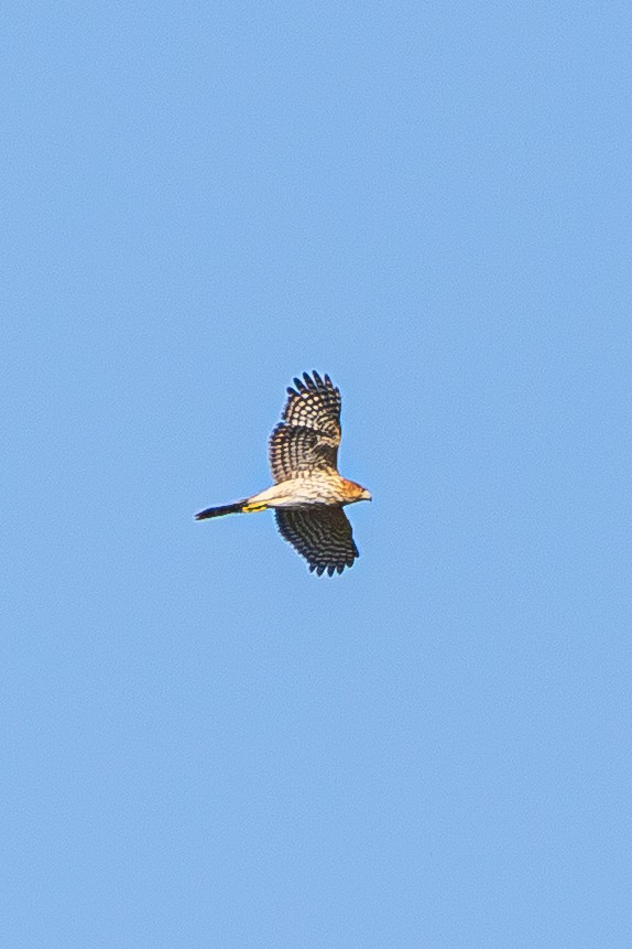 Cooper's Hawk - ML643801800