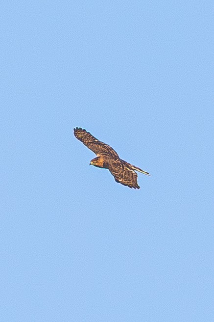 Cooper's Hawk - ML643801801
