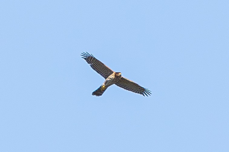 Cooper's Hawk - ML643801802