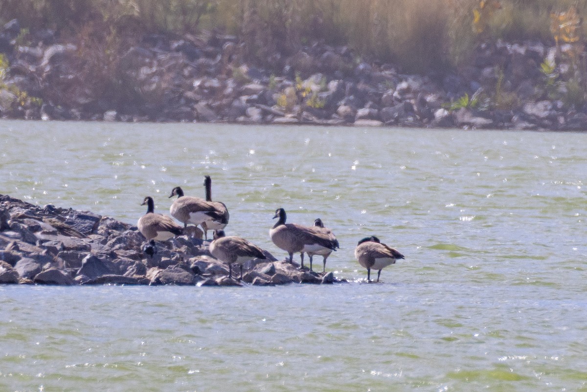 Canada Goose - ML643801806
