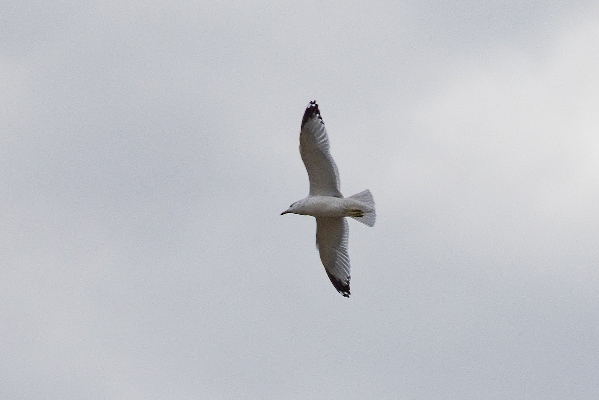Ring-billed Gull - ML643801812