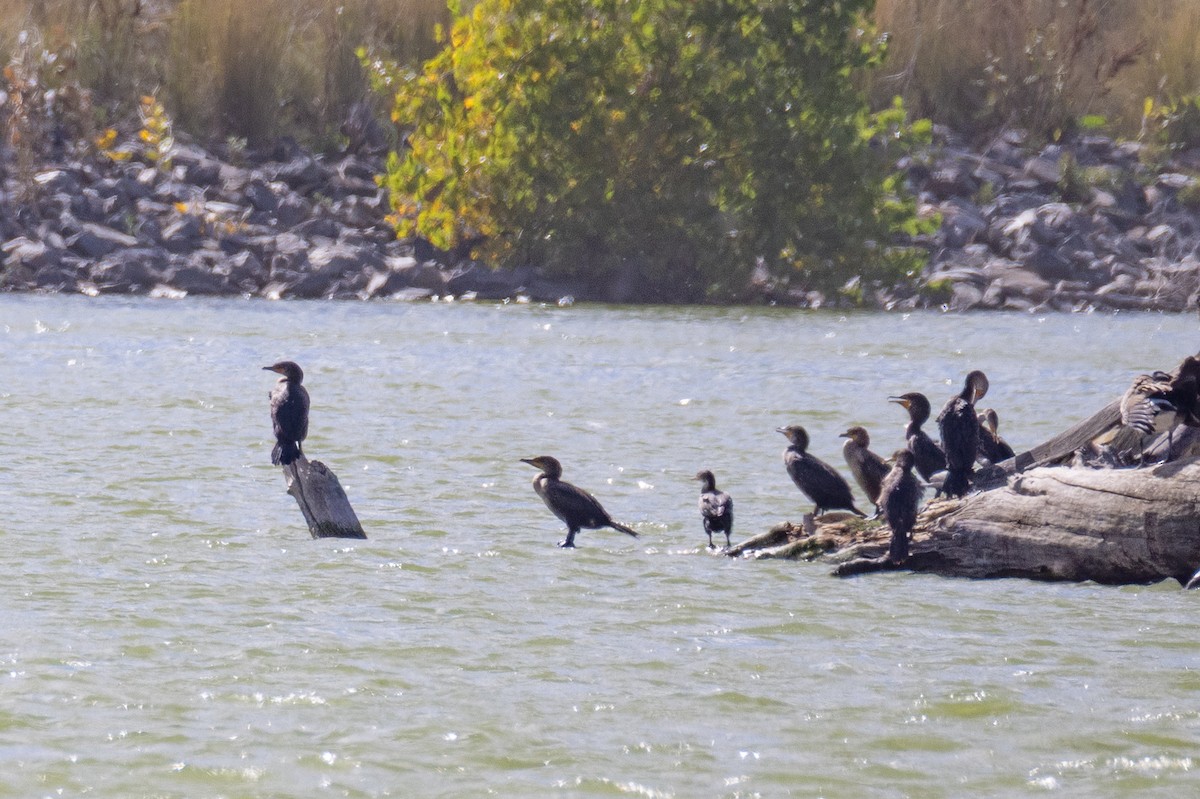 Double-crested Cormorant - ML643801814