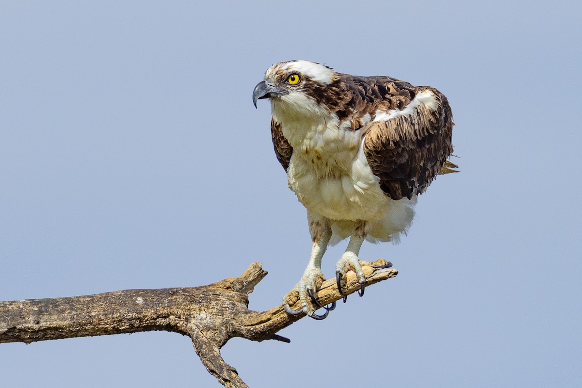 Osprey - ML643801818