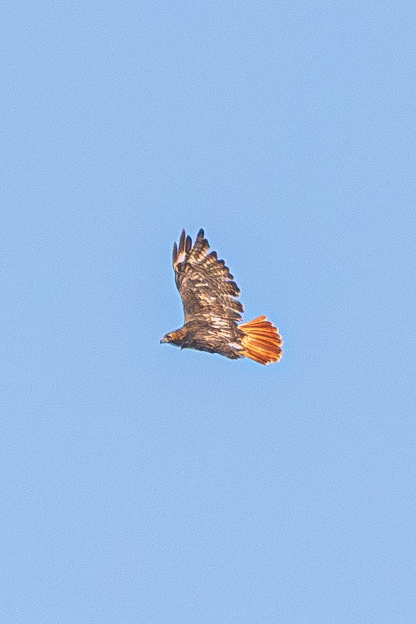 Red-tailed Hawk - ML643801824