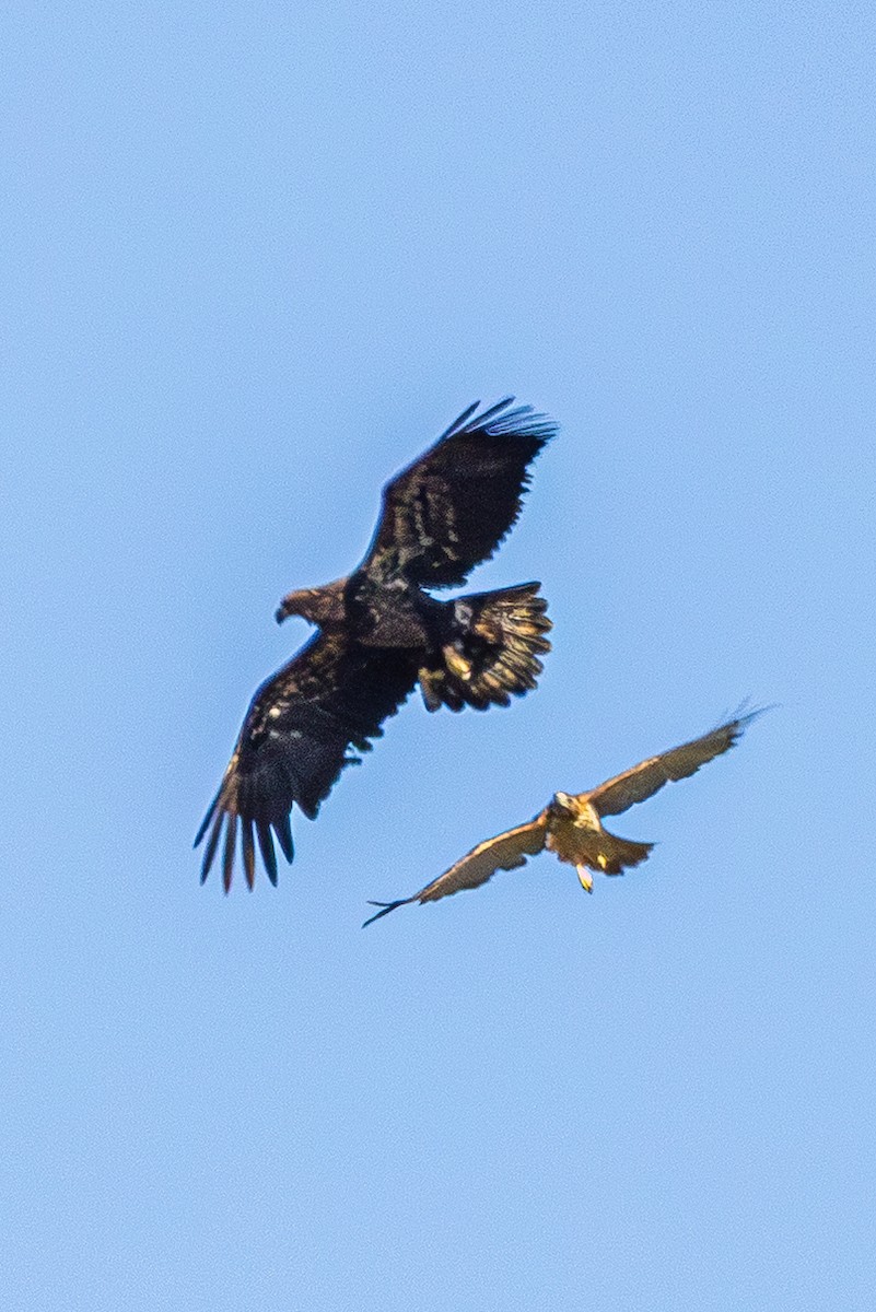 Red-tailed Hawk - ML643801825