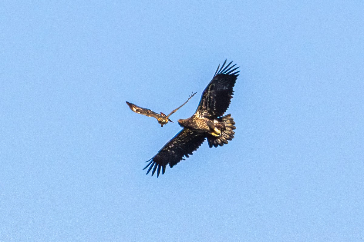 Red-tailed Hawk - ML643801826
