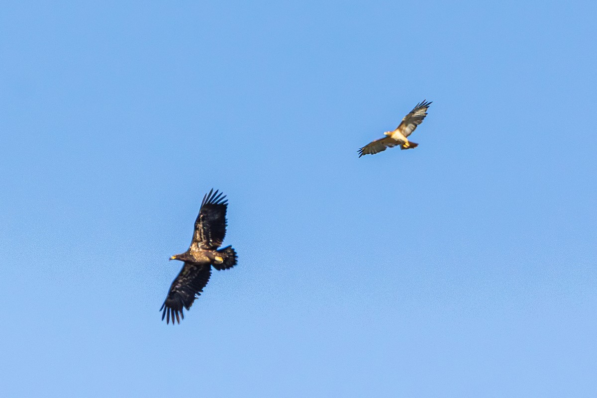 Red-tailed Hawk - ML643801827