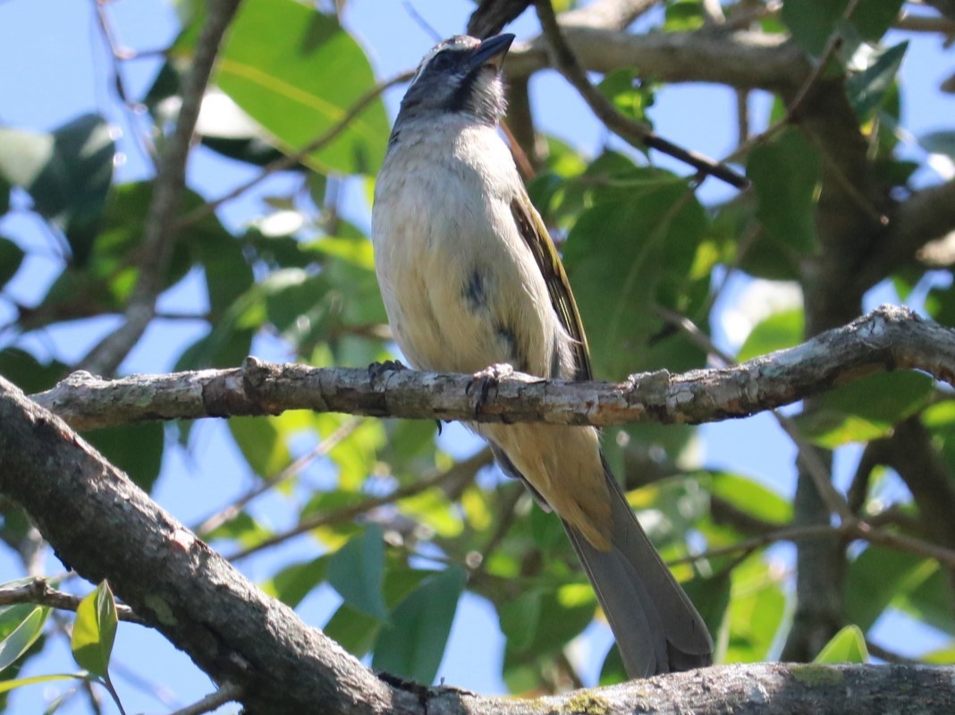 Green-winged Saltator - ML643801829