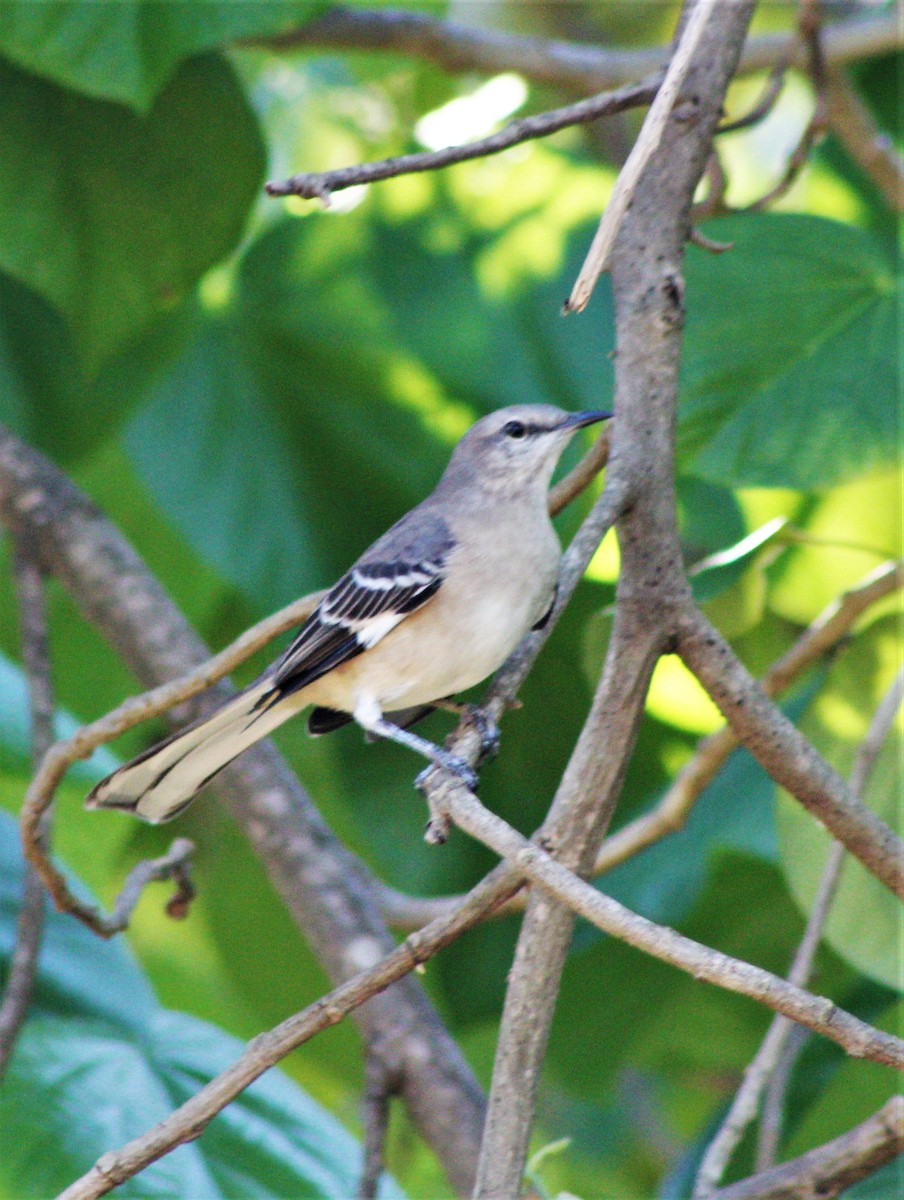 Northern Mockingbird - ML643801834