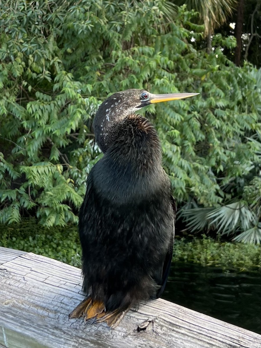 Anhinga - ML643801840