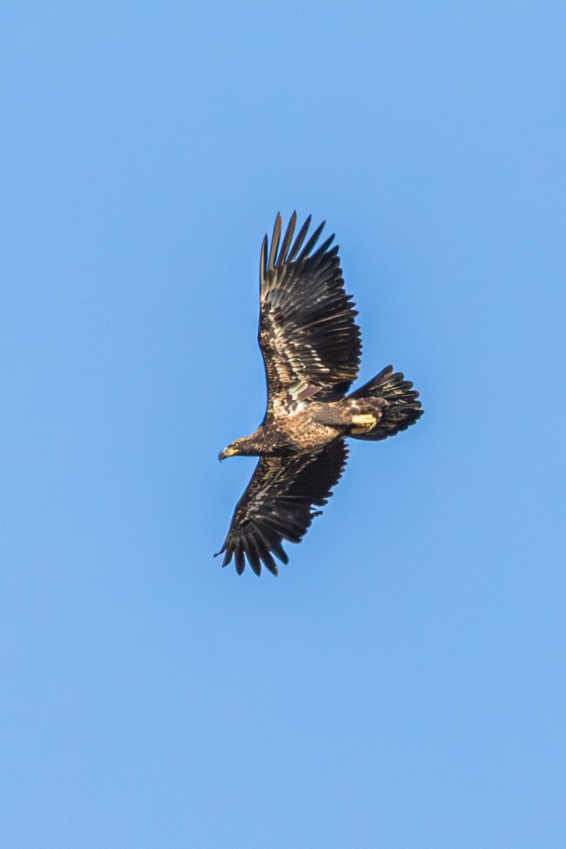 Bald Eagle - ML643801843