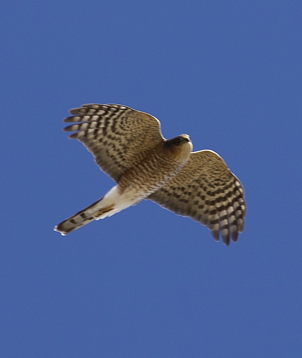 Sharp-shinned Hawk - ML643801846