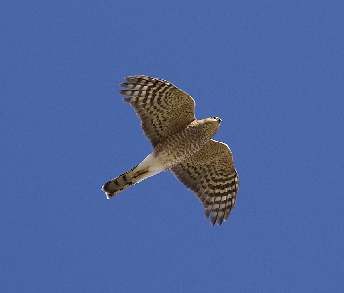 Sharp-shinned Hawk - ML643801847