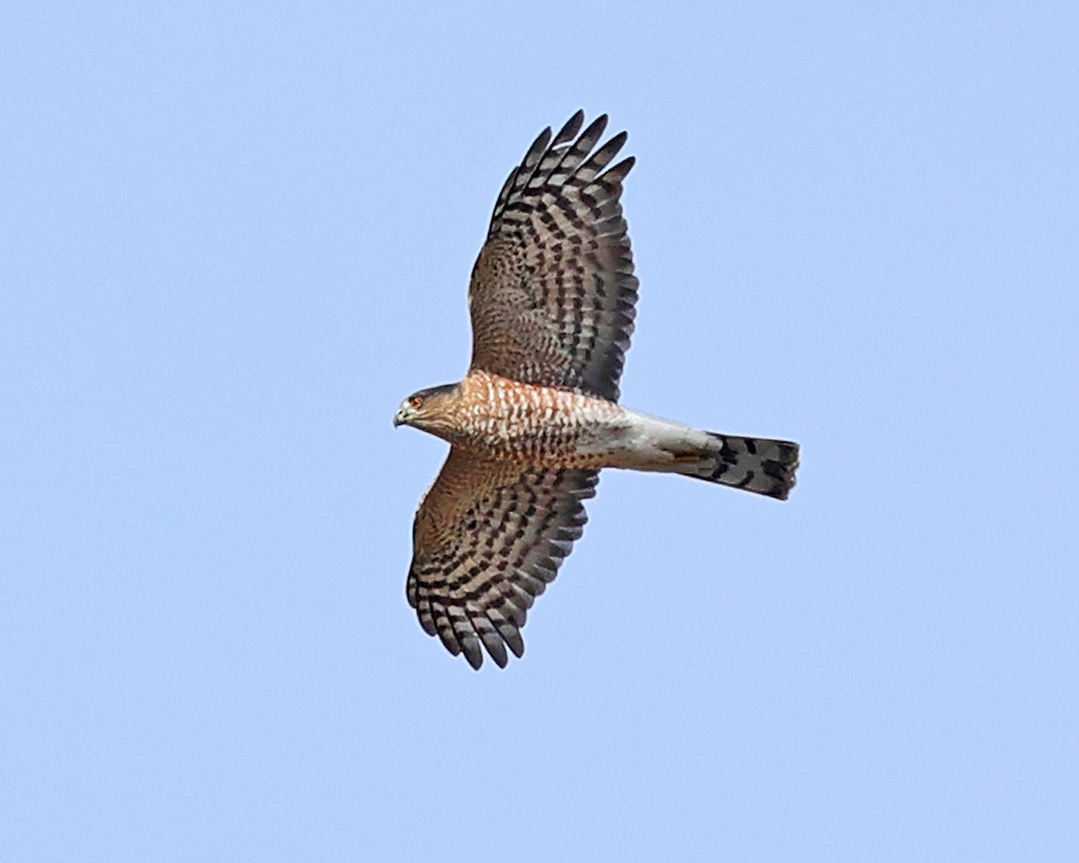 Sharp-shinned Hawk - ML643801848