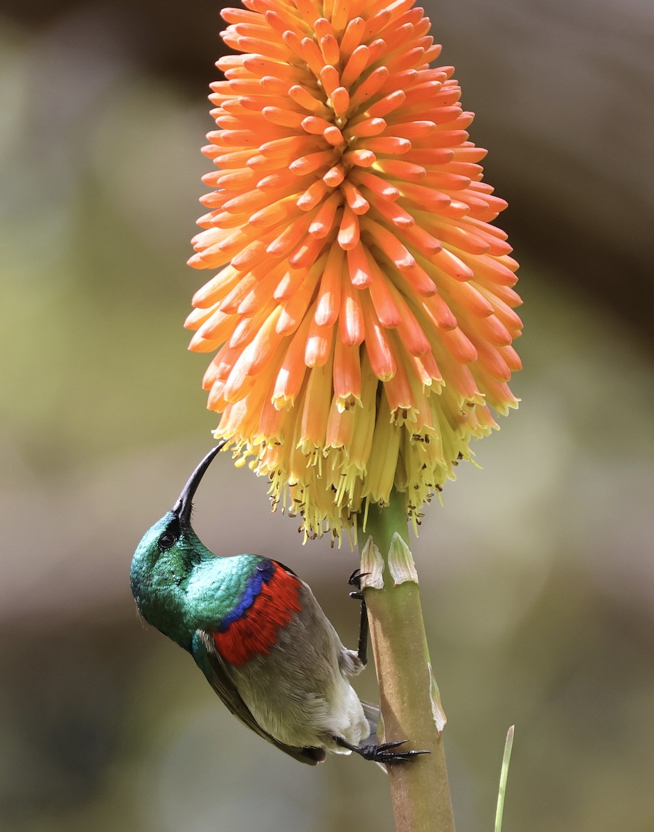 Southern Double-collared Sunbird - ML643801849