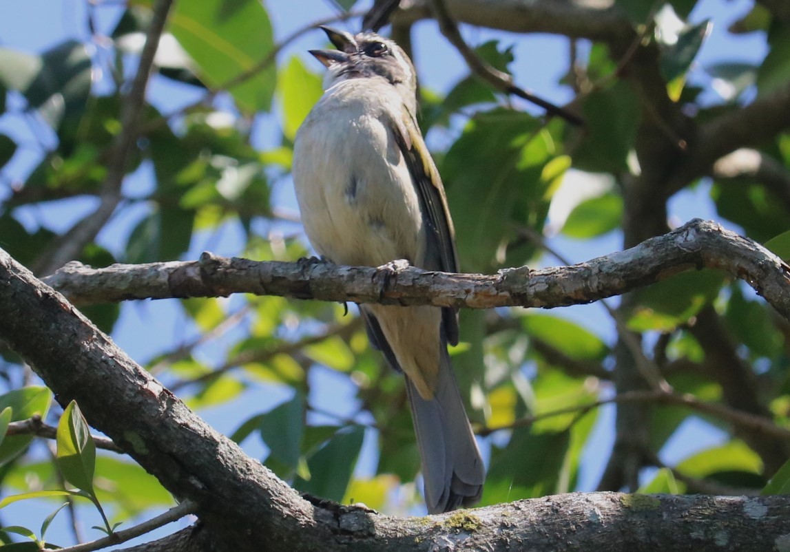 Green-winged Saltator - ML643801854