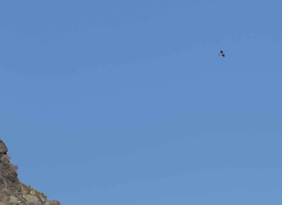 Cooper's Hawk - ML643801862