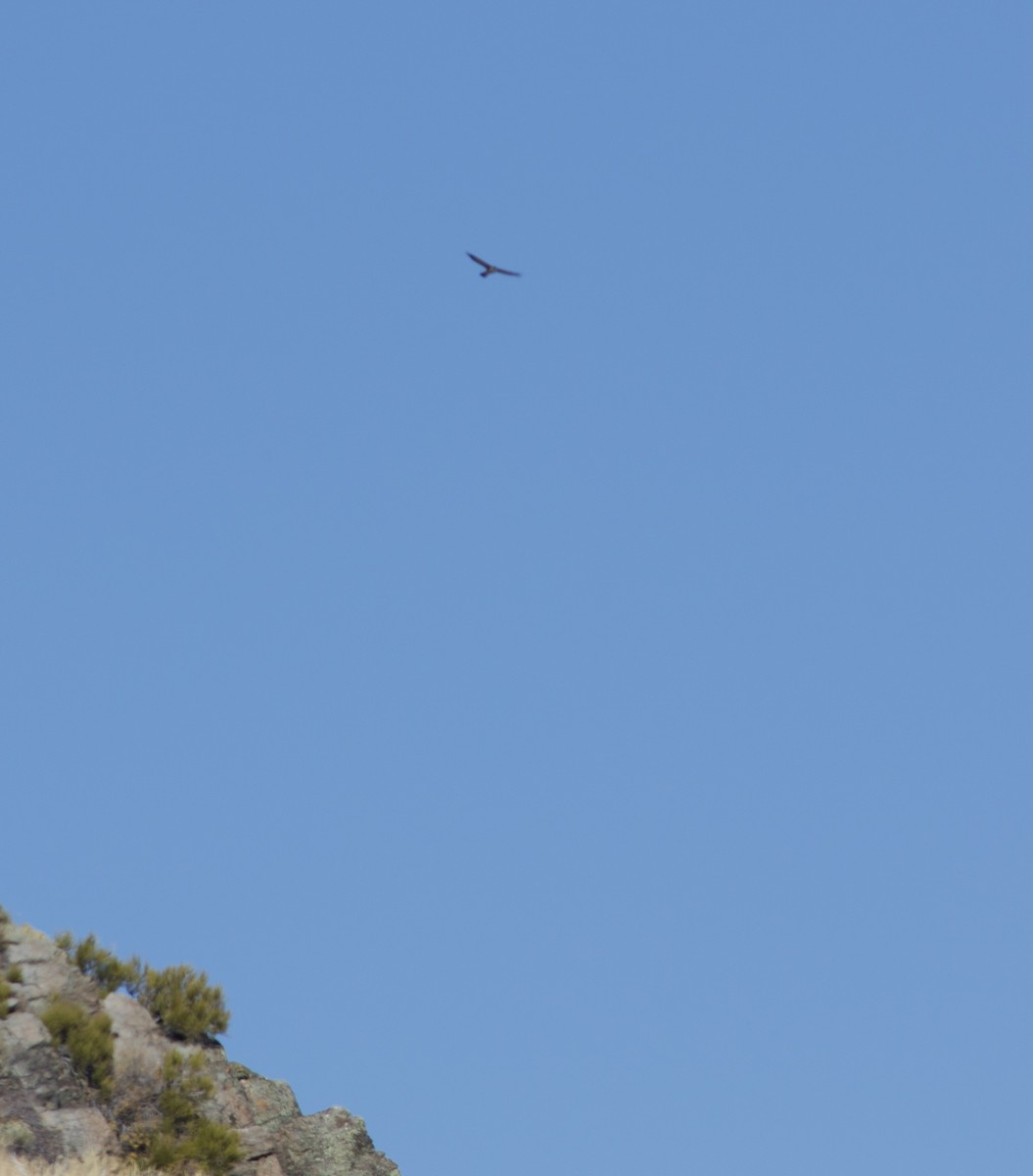 Cooper's Hawk - ML643801863