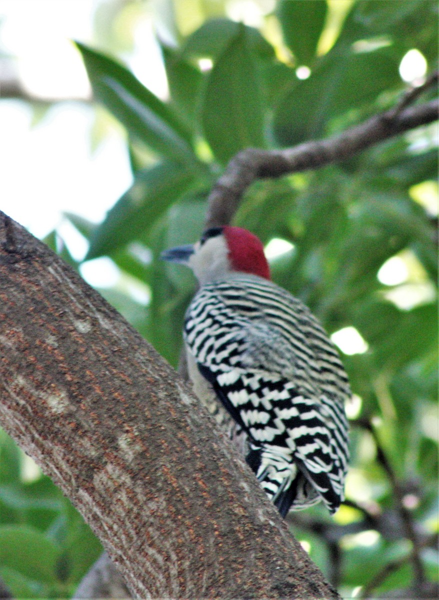 West Indian Woodpecker - ML643801868