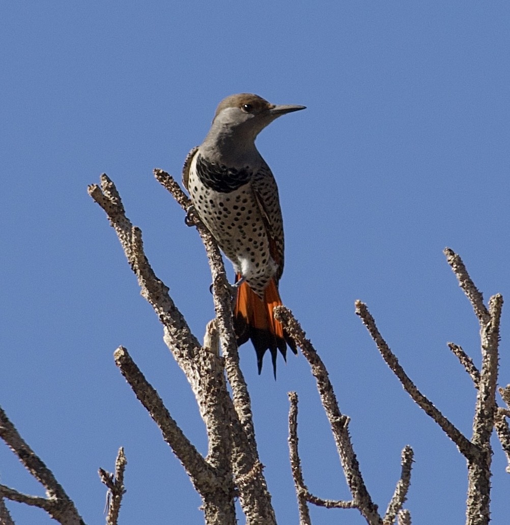 Northern Flicker - ML643801873