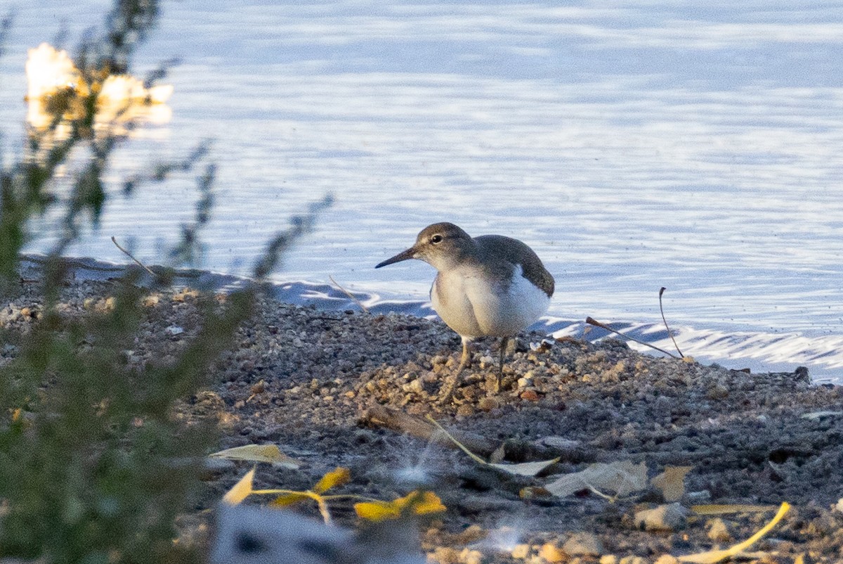 Drosseluferläufer - ML643801880