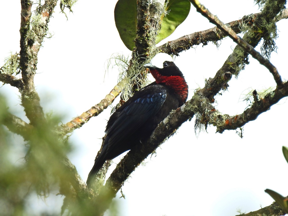 Ak Peruklu Tangara - ML643801894