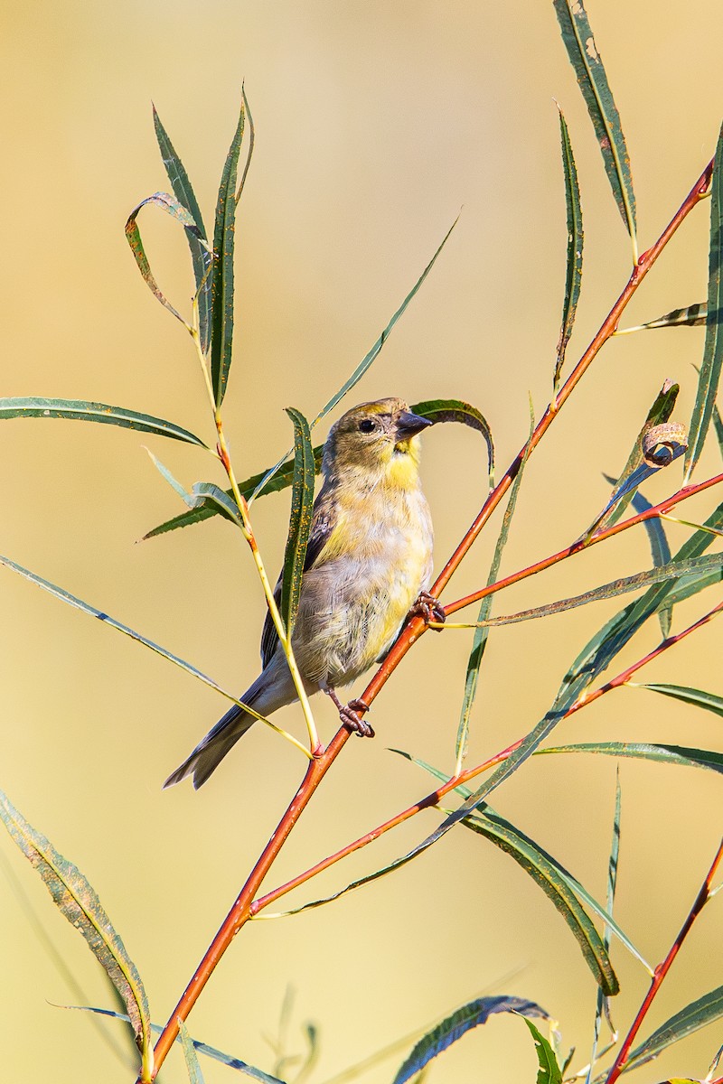 American Goldfinch - ML643801902