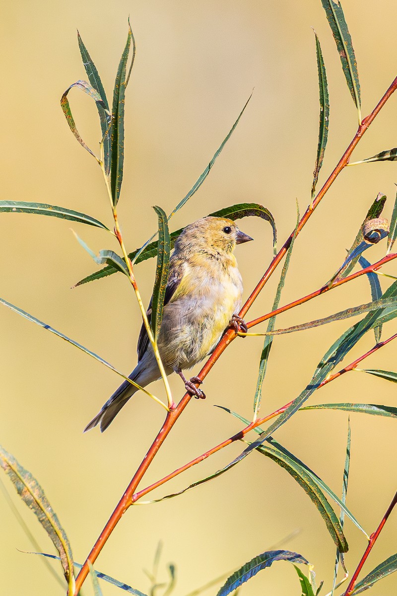 American Goldfinch - ML643801903