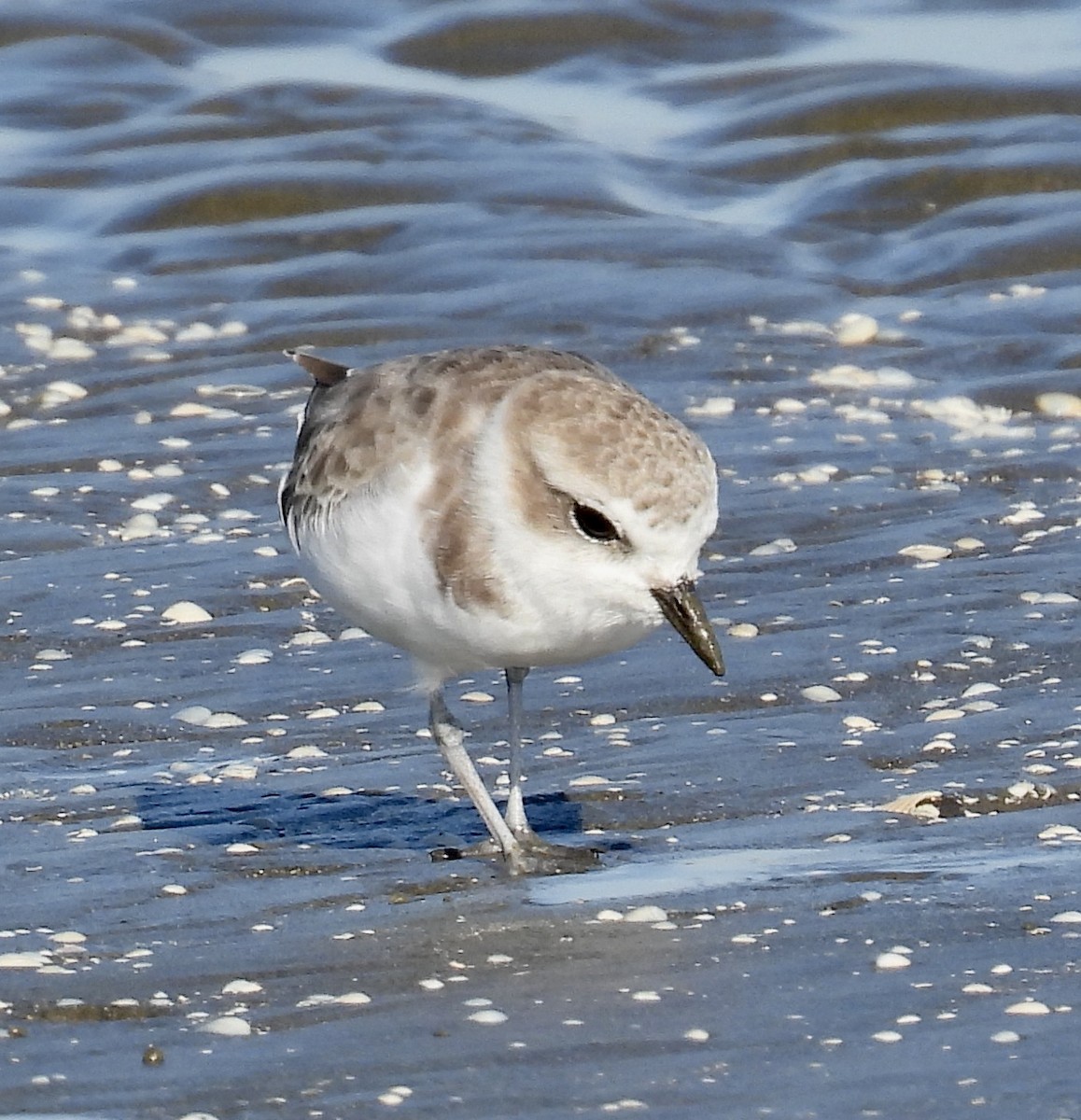 Snowy Plover - ML643801915